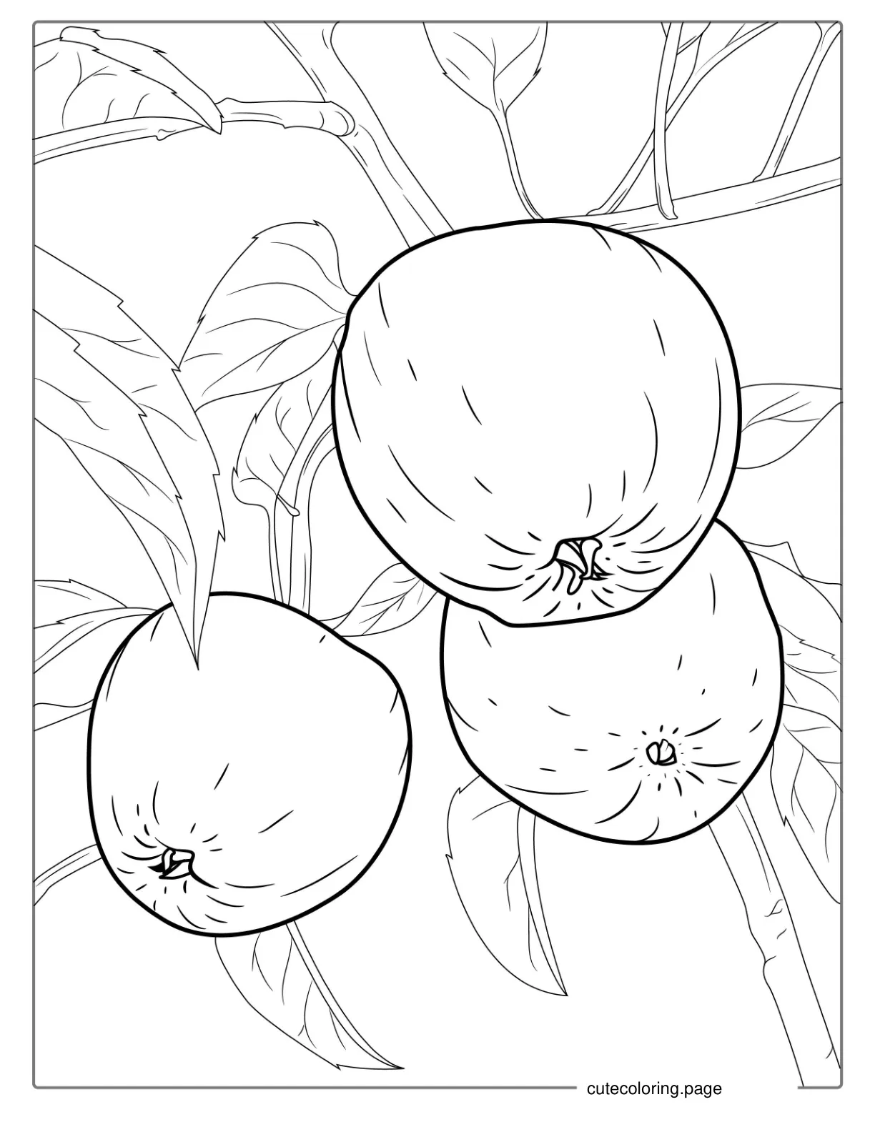 Three Empire Apples Hanging From Tree coloring page