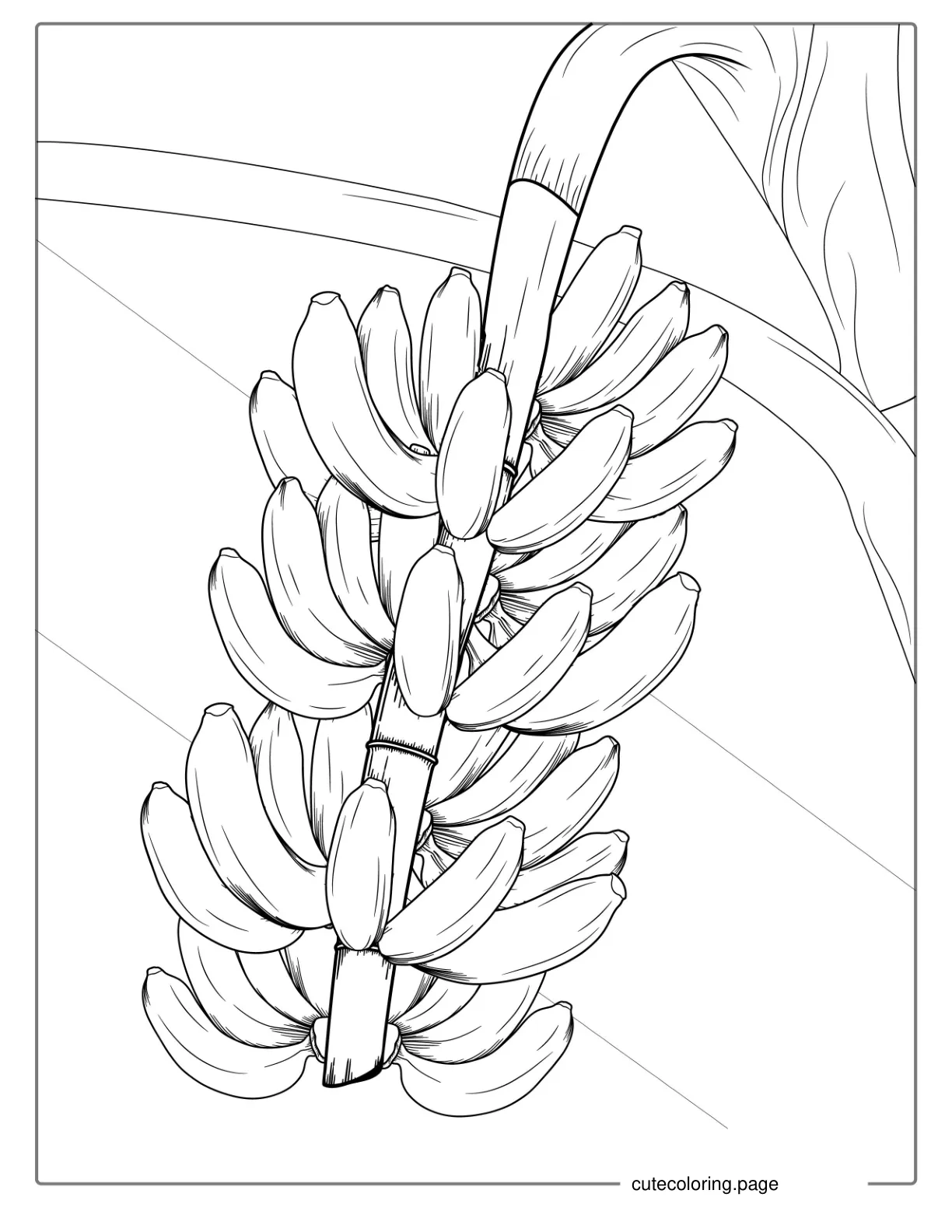 Banana Plant Coloring Page coloring page