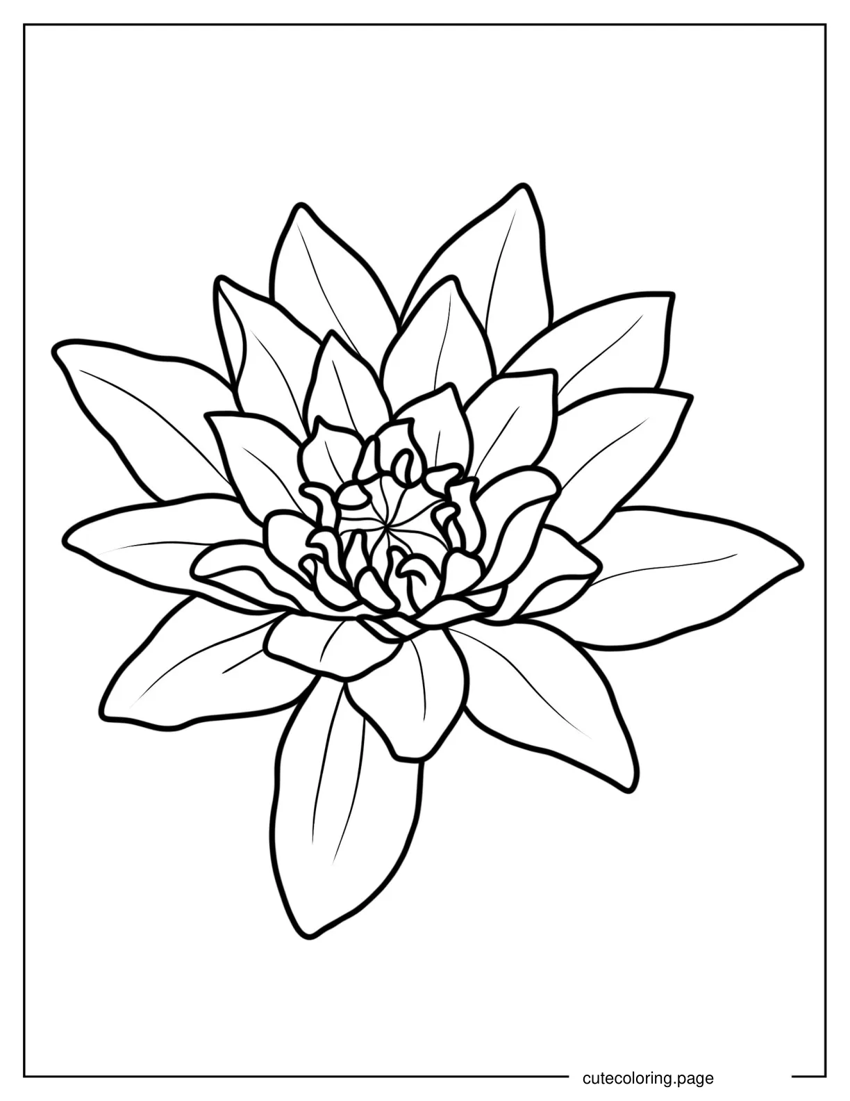 Midnight Water Lily coloring page