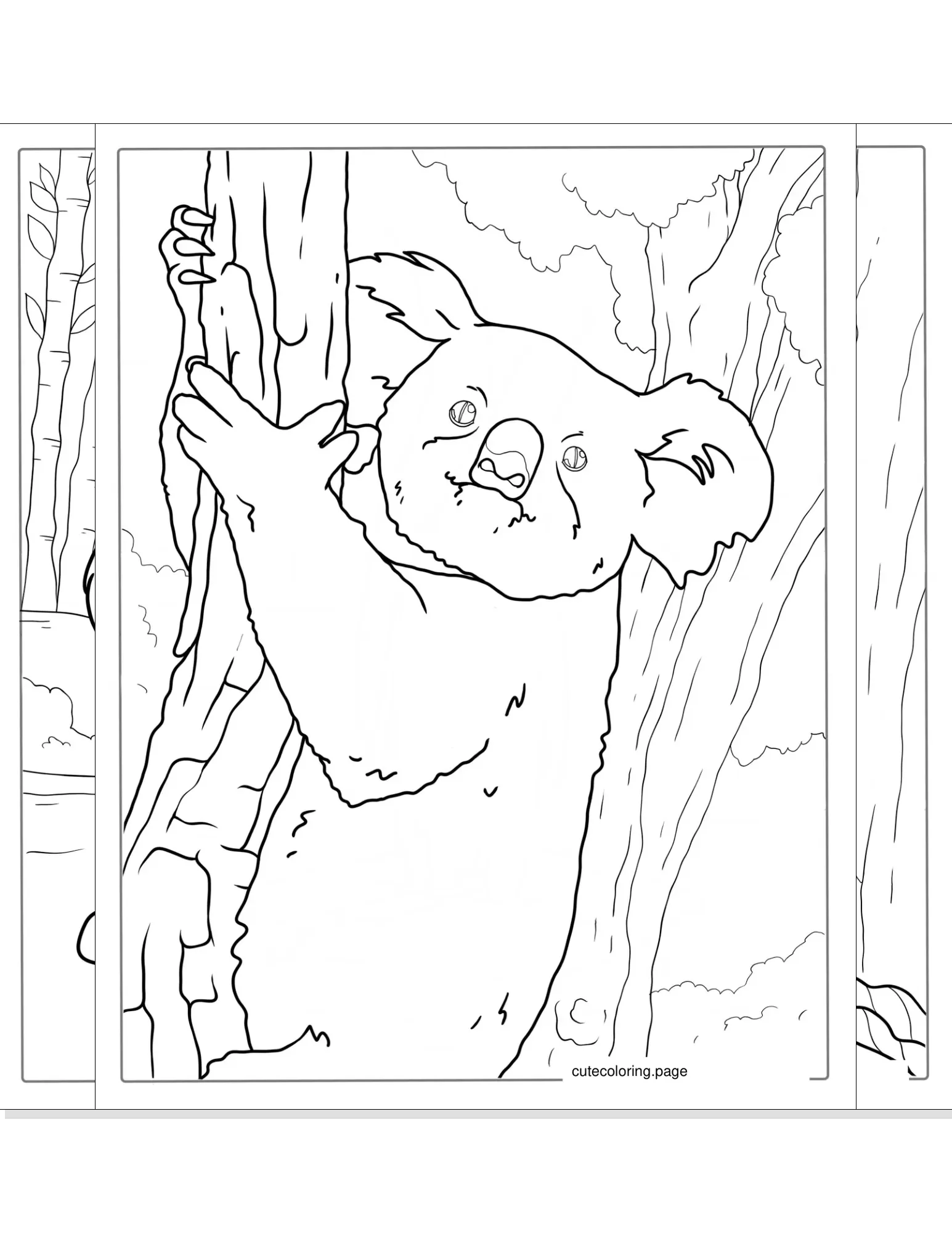 koala coloring pages coloring page