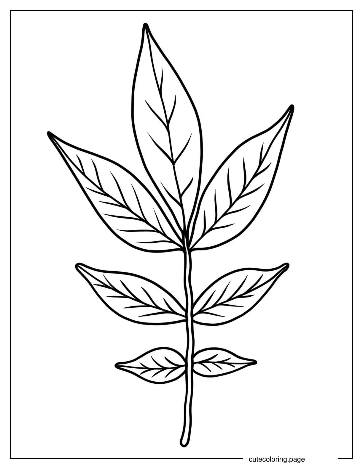 Acacia Leaf Coloring Sheet coloring page