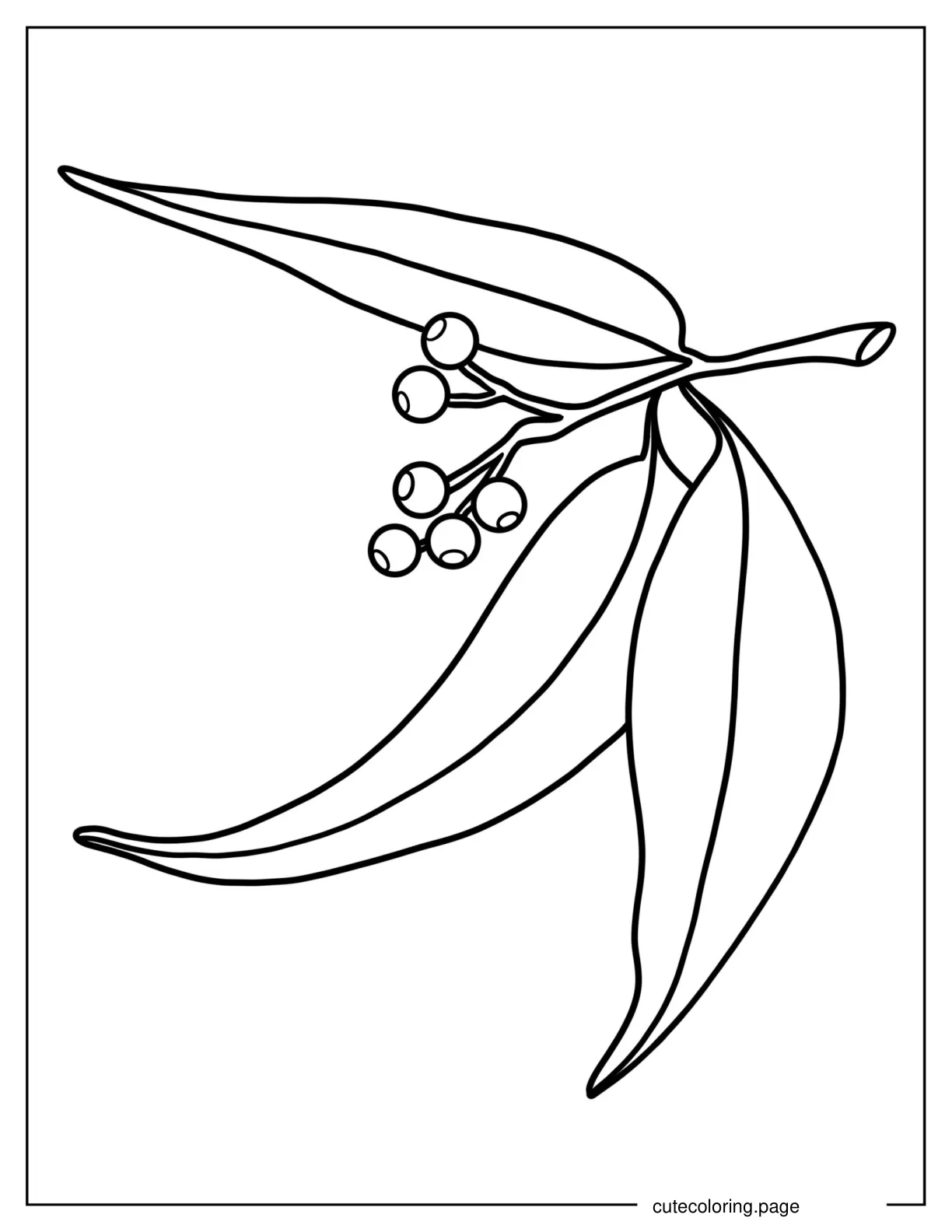 Coloring Page Of Australian Eucalyptus Laves coloring page