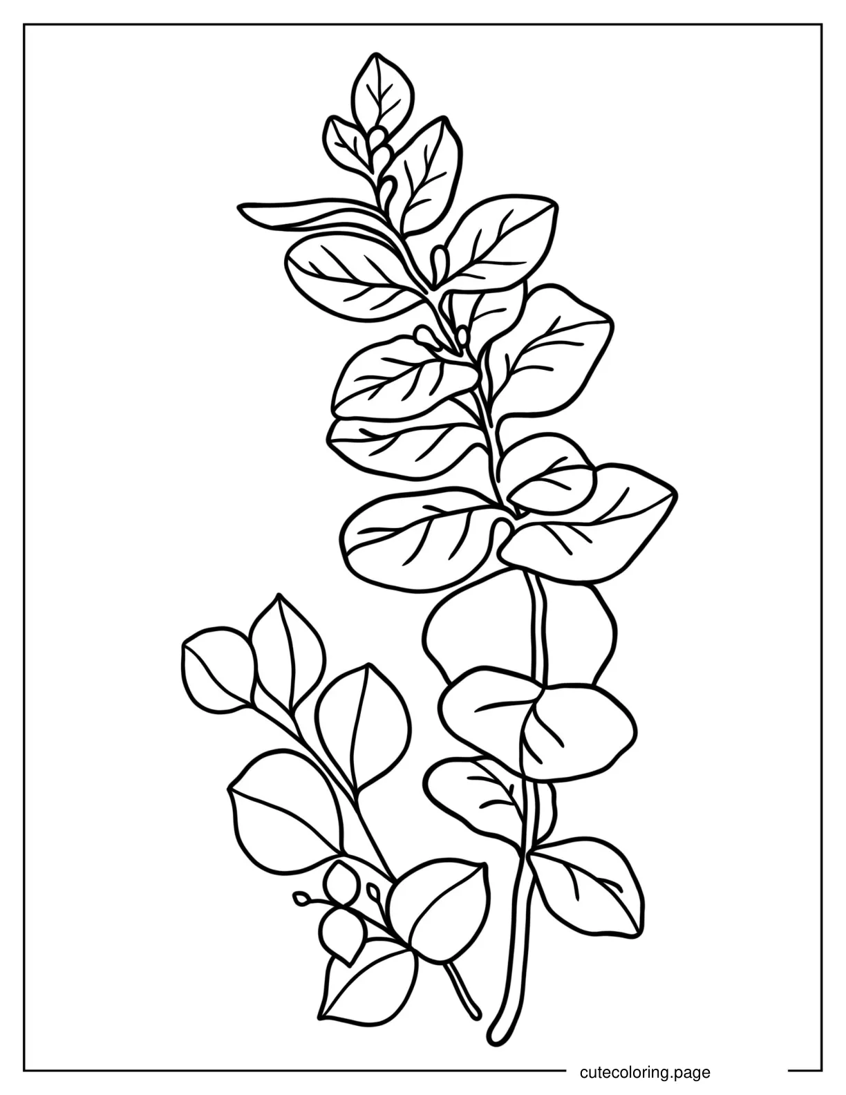 Eucalyptus Leaves To Color coloring page