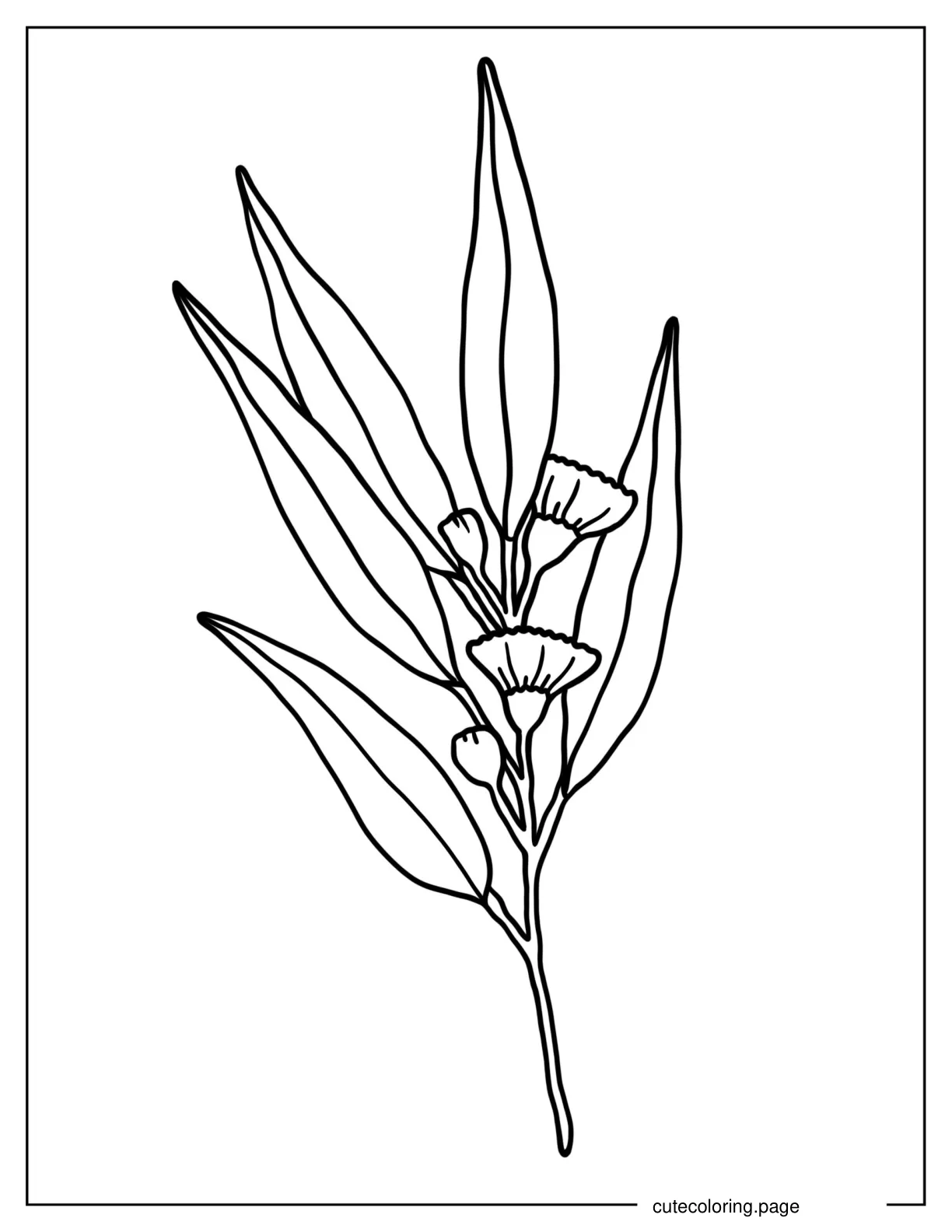 Eucalyptus Leaves With Flowers coloring page