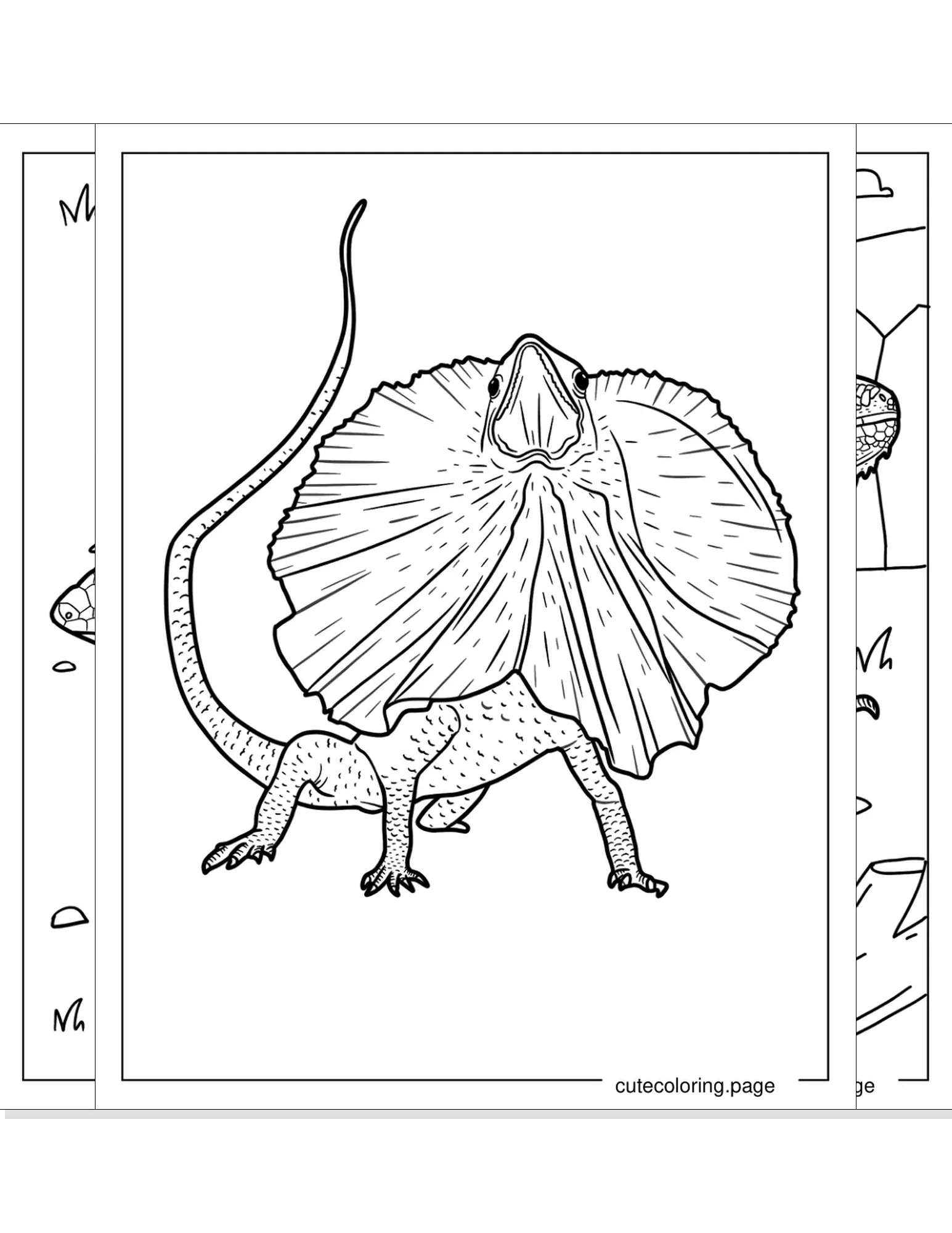 lizard coloring pages coloring page