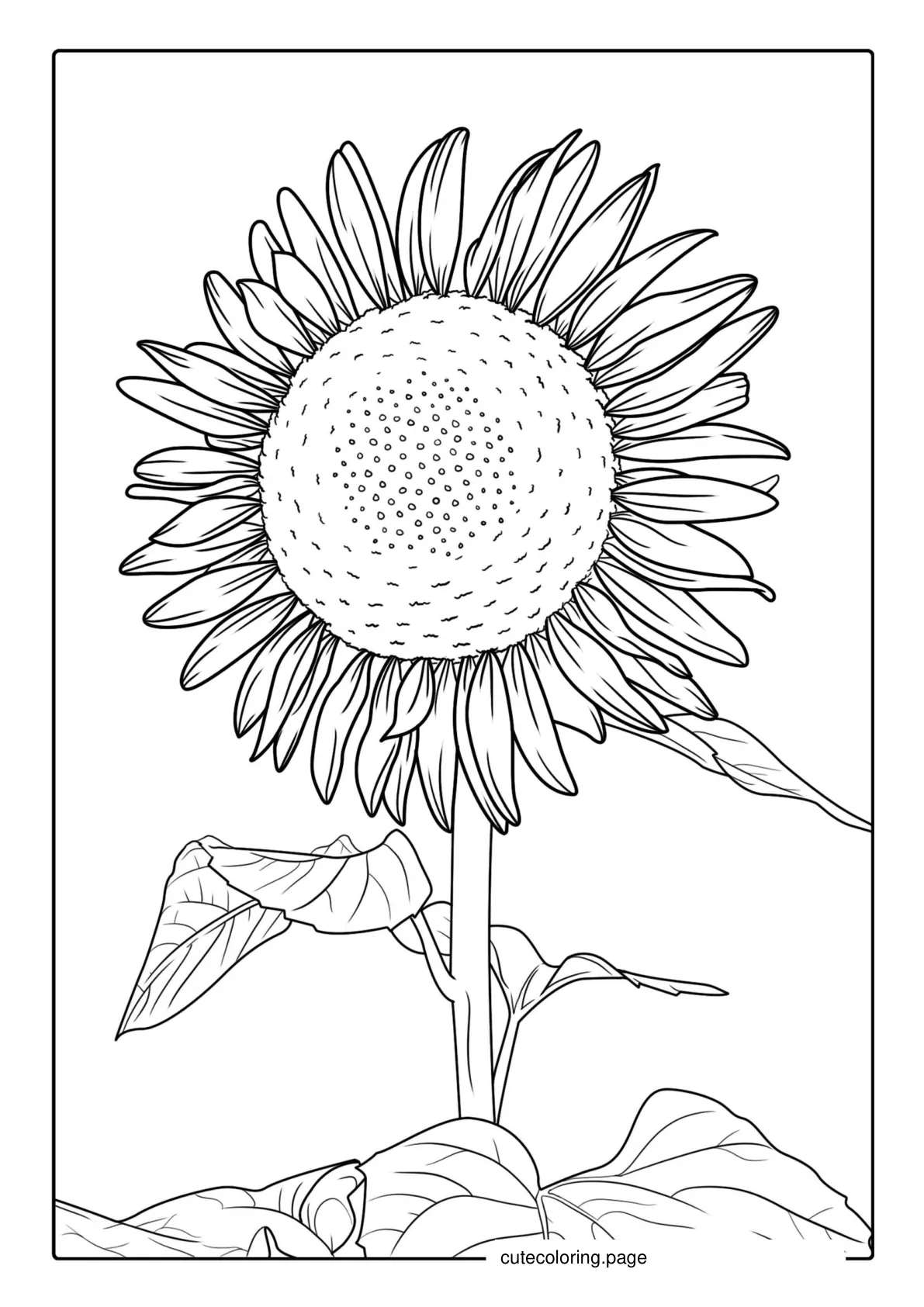 Big Bold Sunflower Coloring For Adults coloring page