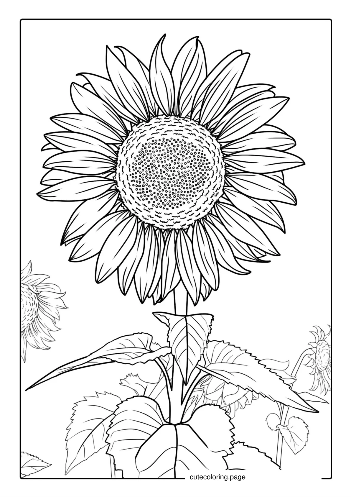 Big Petal Sunflower coloring page