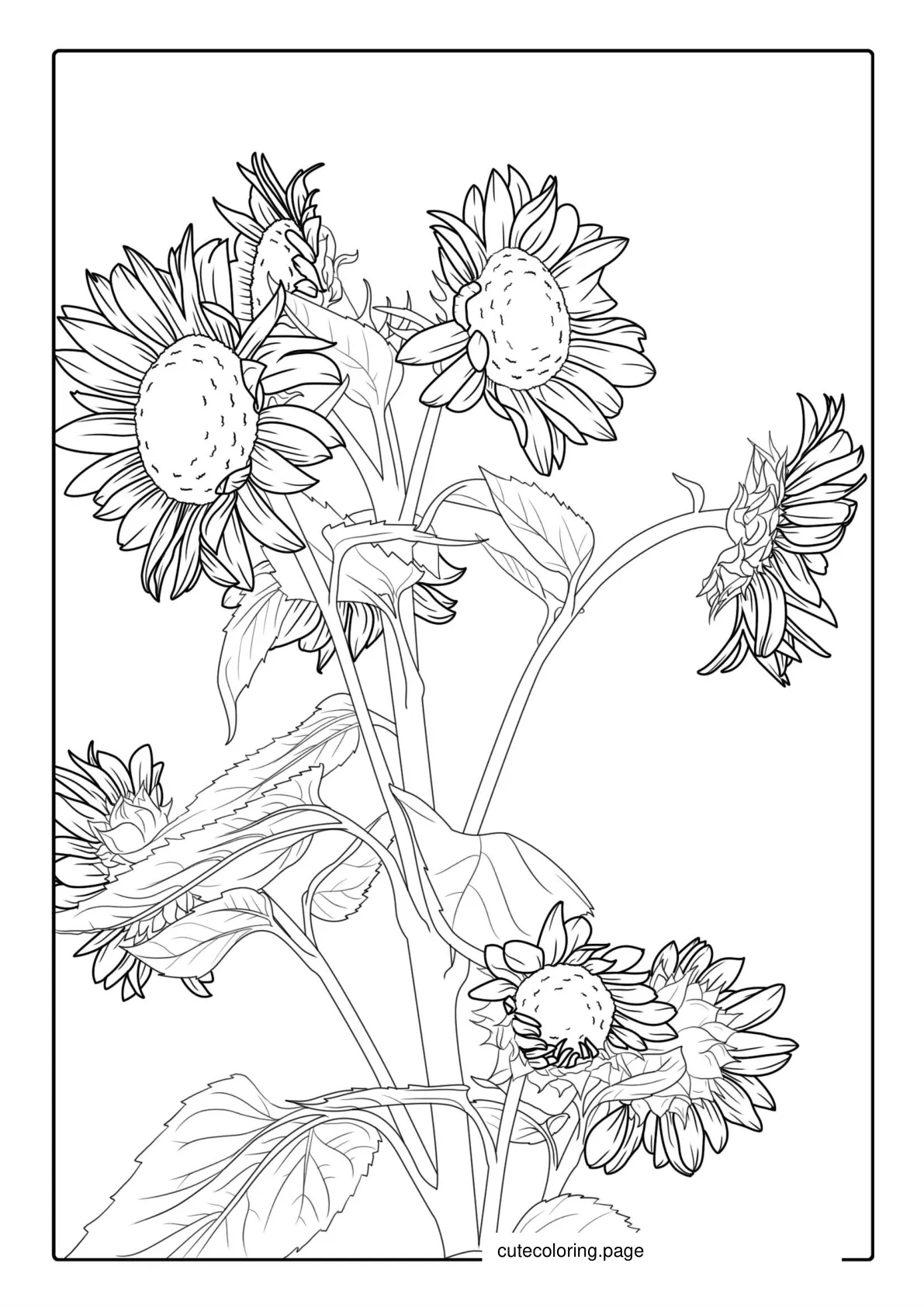 Bunch Of Detailed Sunflowers For Coloring coloring page