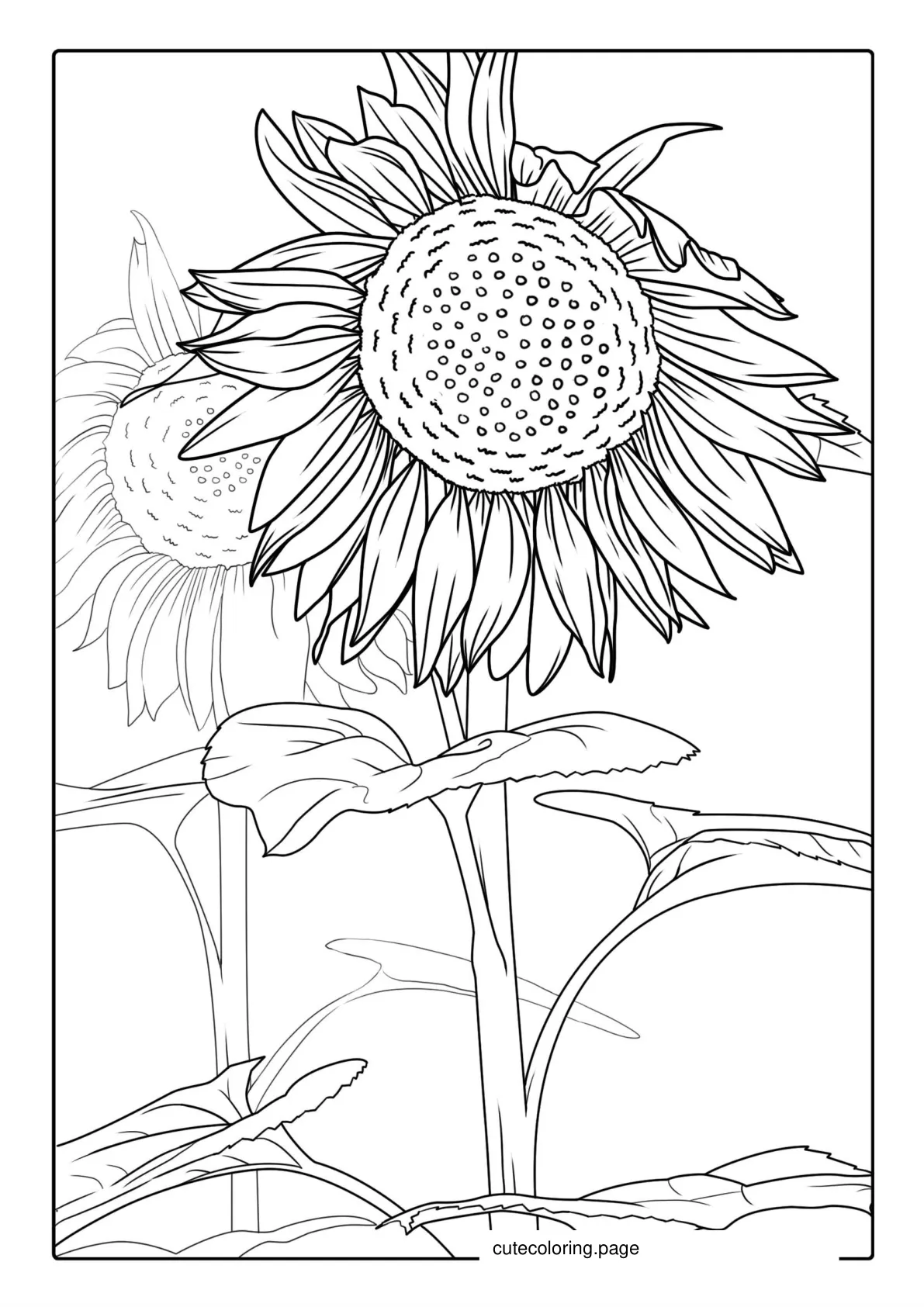 Detailed Adult Coloring Page Of Sunflowers coloring page