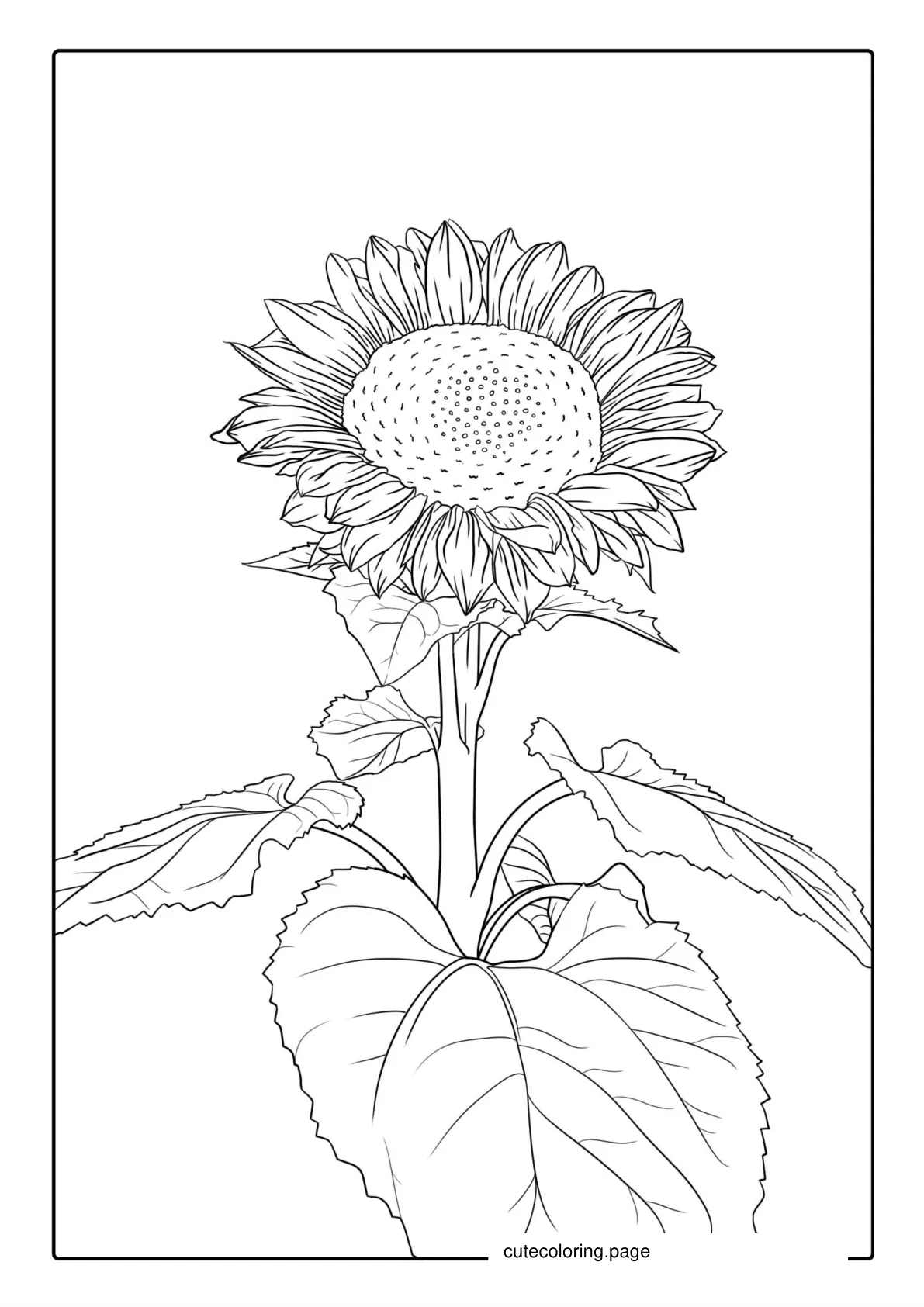 Detailed Coloring Page For Adults coloring page