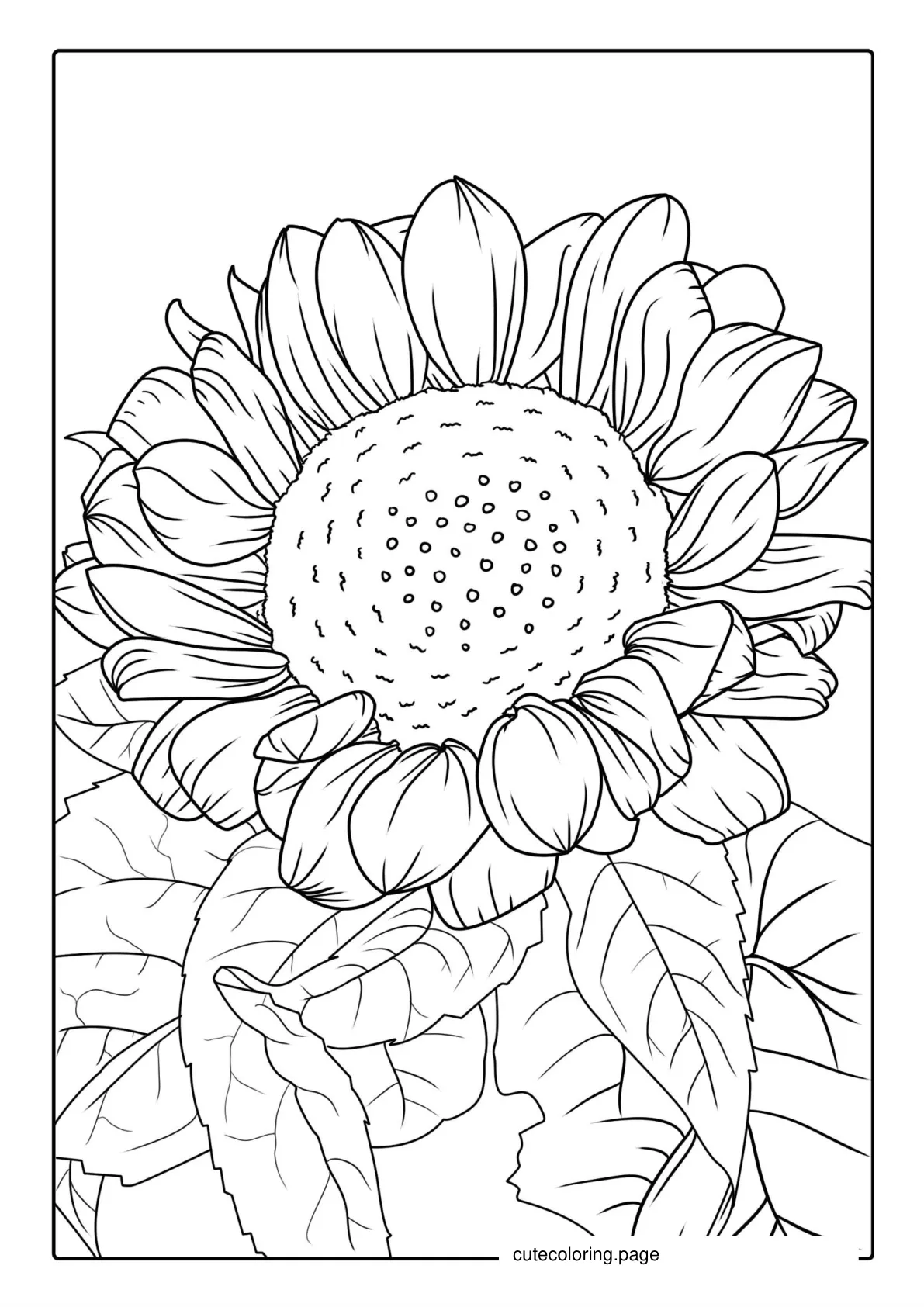 Sunflower Surrounded By Leaves coloring page