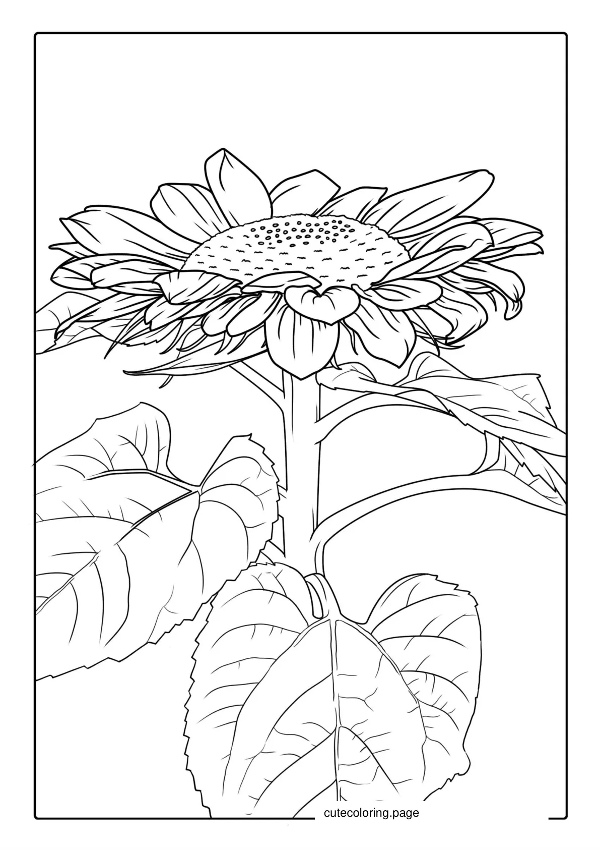 Sunflower With Big Petals For Coloring coloring page