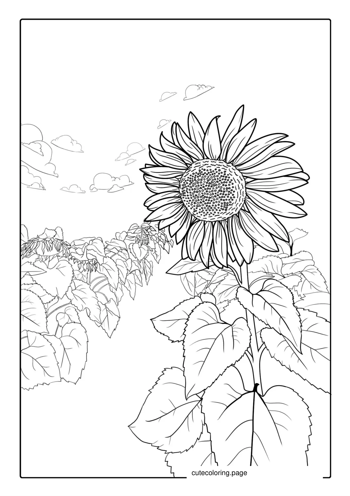 Sunflowers In Field To Color coloring page