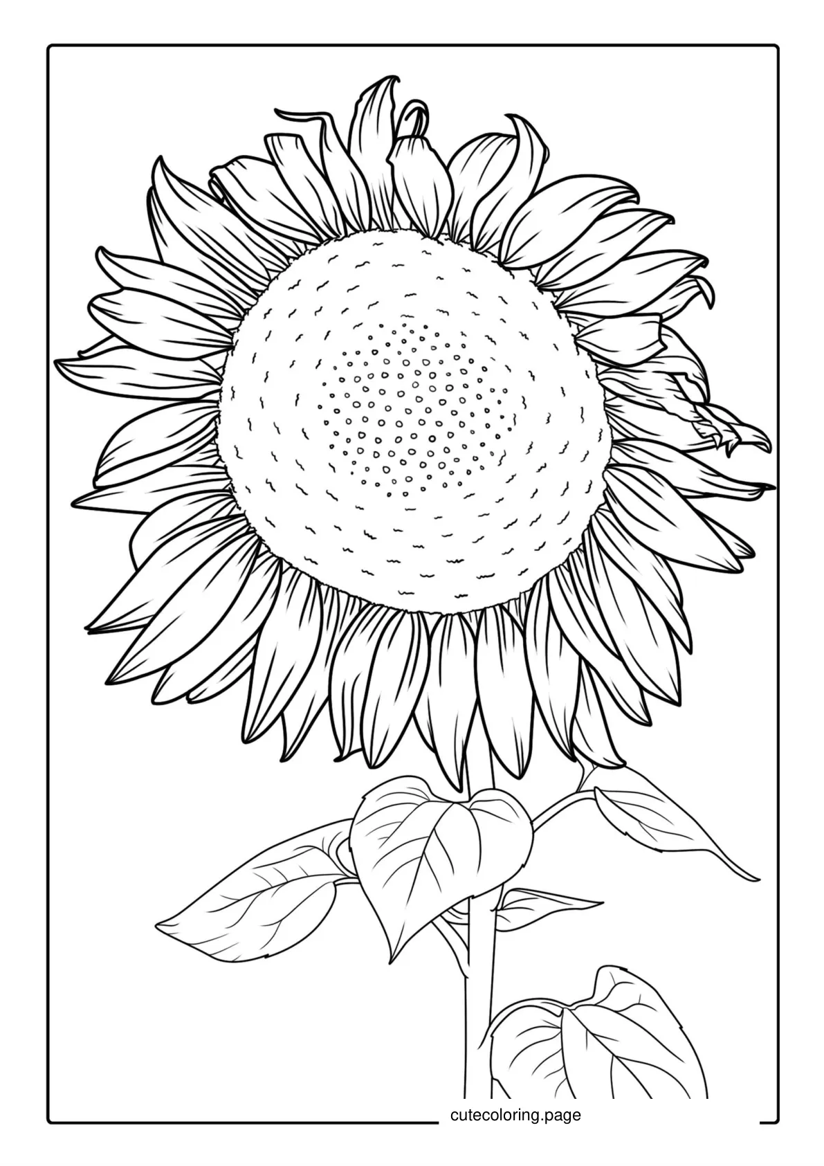 Tall Sunflower With Seeds Coloring In coloring page