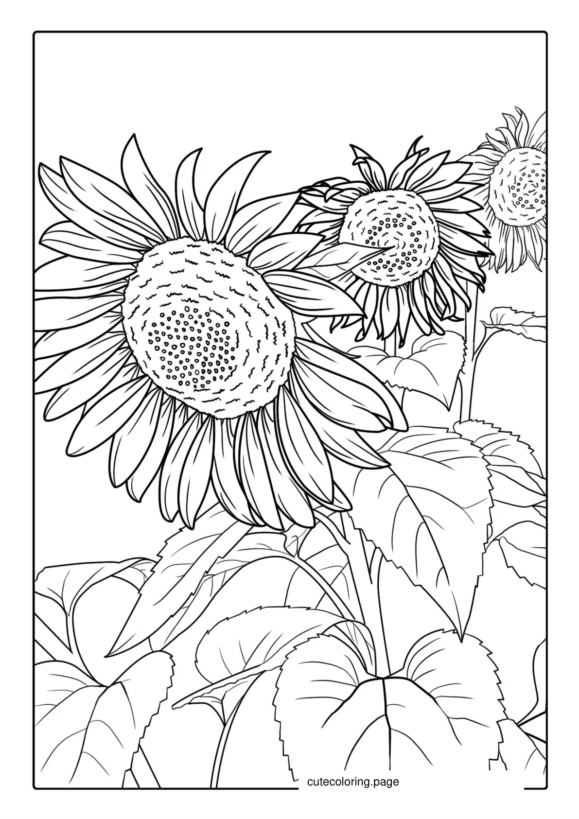 Three Big Beautiful Sunflowers coloring page