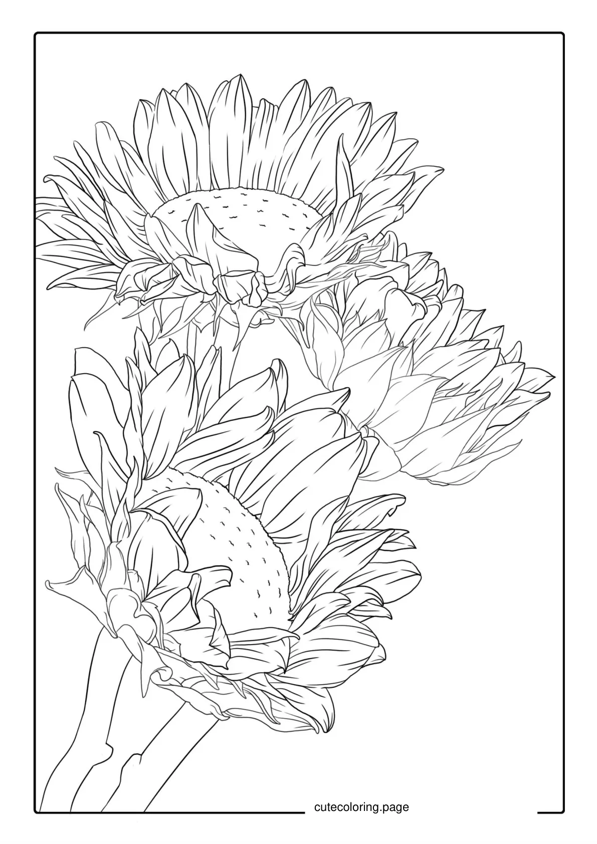 Three Wilting Sunflowers coloring page