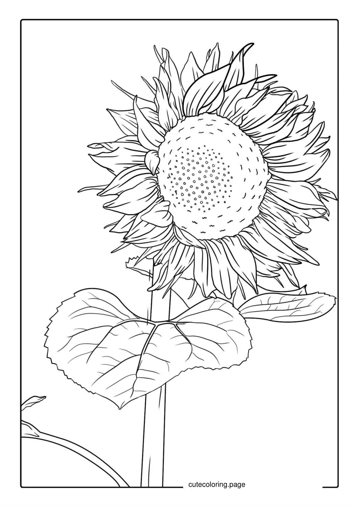 Ultra Fine Sunflower Coloring Sheet coloring page