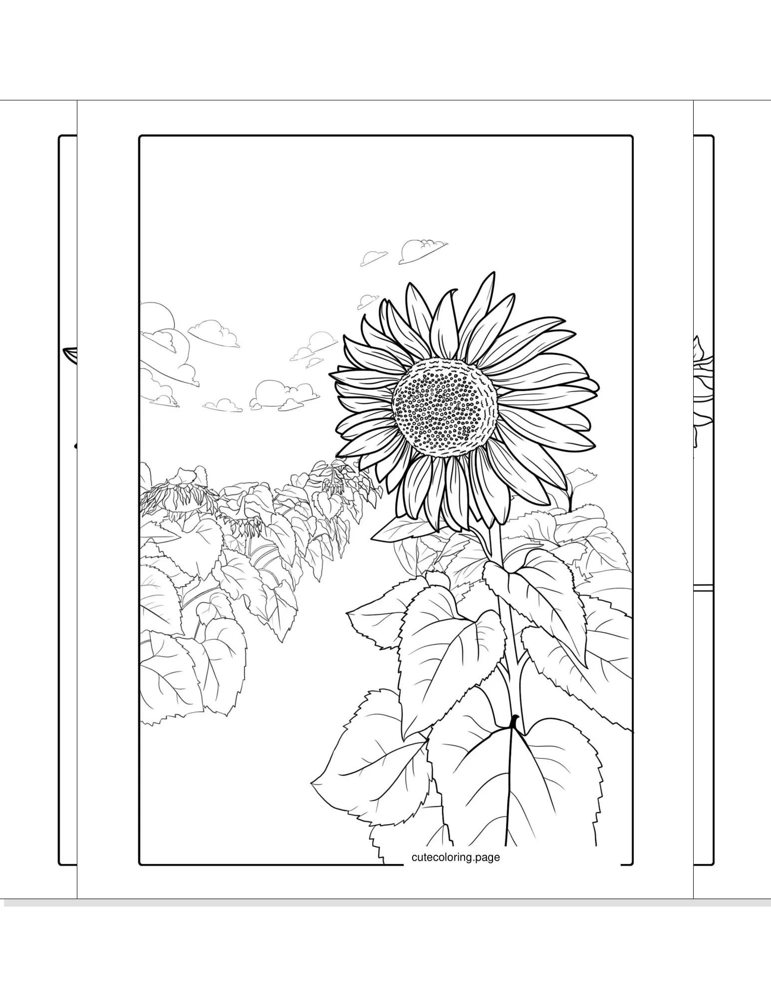 sunflower coloring pages coloring page